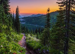 Park Narodowy Mount Rainier, Góry, Drzewa, Świerki, Kwiaty, Droga, Zachód słońca, Stan Waszyngton, Stany Zjednoczone
