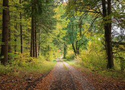 Droga z opadłymi liśćmi w lesie