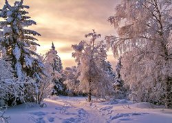 Dróżka wydeptana w śniegu pośród ośnieżonych drzew