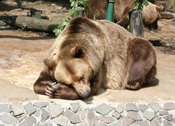Drzemka niedźwiedzia brunatnego w ogrodzie zoologicznym