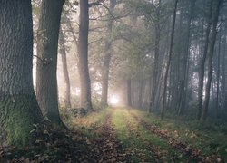 Drzewa i dróżka we mgle