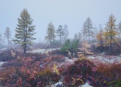 Drzewa i kolorowa roślinność we mgle