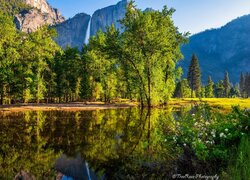 Drzewa i kwiaty nad rzeką w dolinie Yosemite Valley