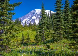 Łąka, Stratowulkan Mount Rainier, Park Narodowy Mount Rainier, Góry, Kwiaty, Drzewa, Świerki, Stan Waszyngton, Stany Zjednoczone