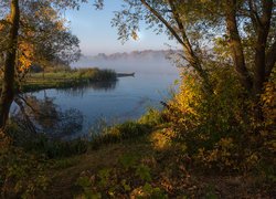 Drzewa i rośliny nad zamglonym jeziorem