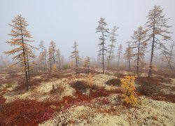 Drzewa i rośliny we mgle na Kołymie