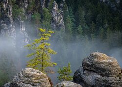 Drzewa i skały we mgle
