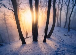 Zima, Promienie słońca, Las, Drzewa, Śnieg, Ślady, Mgła