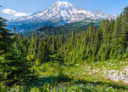 Drzewa i stratowulkan Mount Rainier w Parku Narodowym Mount Rainier