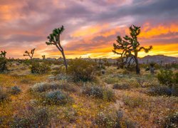 Park Narodowy Joshua Tree, Drzewa Jozuego, Jukki krótkolistne, Zachód słońca, Kalifornia, Stany Zjednoczone