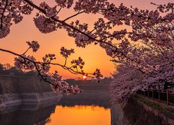 Drzewa kwitnącej wiśni nad kanałem w zachodzącym słońcu