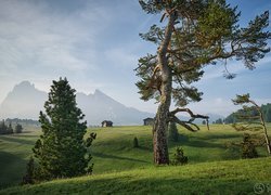 Drzewa na płaskowyżu Seiser Alm i zamglone Alpy