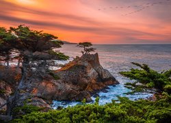 Drzewa na skałach nad morzem o zachodzie słońca