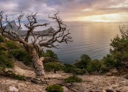Drzewa na skałach nad morzem