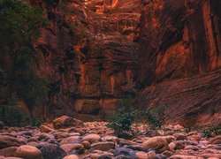 Skały, Kamienie, Drzewa, Park Narodowy Zion, Utah, Stany Zjednoczone