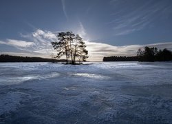 Drzewa nad pokrytym lodem jeziorem