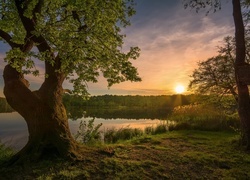 Drzewa nad rzeką o świcie