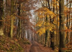 Drzewa po obu stronach drogi w jesiennym lesie
