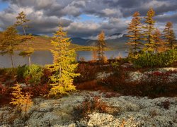 Jesień, Jezioro Jack London, Rośliny, Drzewa, Kolorowe, Chmury, Kołyma, Obwód magadański, Rosja
