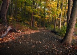Drzewa przy drodze w jesiennym lesie
