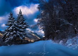 Drzewa przy zaśnieżonej drodze w górach