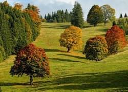 Drzewa w jesiennych barwach