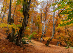 Drzewa w lesie jesienną porą