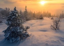 Norwegia, Trondheim, Zima, Śnieg, Drzewa, Krzewy, Zachód słońca