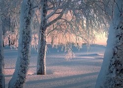 Drzewa w śniegu z ośnieżonymi gałęziami
