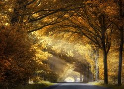 Jesień, Drzewa, Droga, Przebijające światło