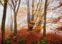 Las, Mgła, Drzewa, Roślinność, Jesień