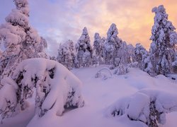 Zima, Śnieg, Drzewa, Wschód słońca, Zaspy