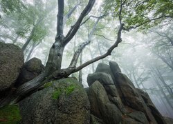 Drzewa wśród skał w zamglonym lesie