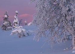 Zima, Zaśnieżone, Gałęzie, Drzewa, Śnieg