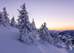 Szwajcaria, Zima, Góry, Drzewa, Świerki, Śnieg