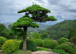 Drzewo bonsai i zalesione góry w tle