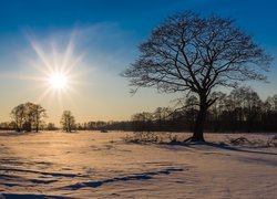 Drzewo i zaśnieżona łąka w promieniach słońca