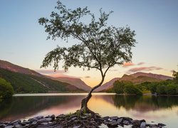 Jezioro Llyn Padarn, Drzewo, Kamienie, Góry, Park Narodowy Snowdonia, Walia, Wielka Brytania