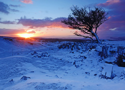 Zima, Drzewo, Zachód słońca, Pole