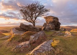 Drzewo, Kamienie, Skały, Anglia, Hrabstwo Devon, Park Narodowy Dartmoor