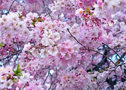 Drzewo wiśni zakwitło na różowo