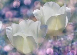 Dwa białe tulipany