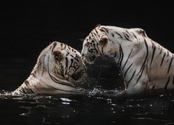 Dwa białe tygrysy w wodzie