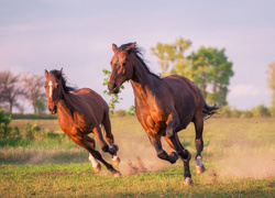Dwa biegnące konie