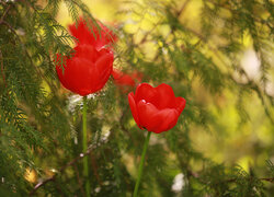 Dwa czerwone tulipany w gałązkach na rozmytym tle