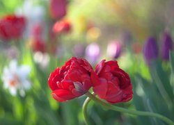 Kwiaty, Dwa, Czerwone, Tulipany