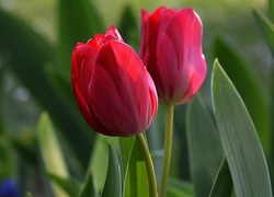 Dwa, Czerwone, Tulipany