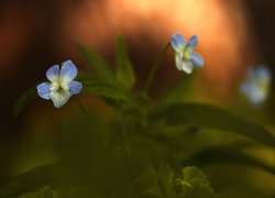 Niebieski, Fiołek, Kwiat