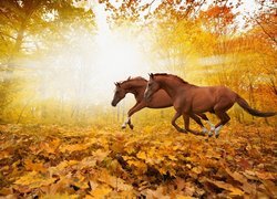 Dwa konie biegnące przez jesienny las