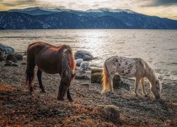 Dwa konie na brzegu górskiego jeziora